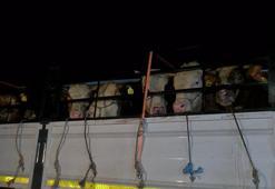 İstanbul'a kurbanlık hayvanların girişi başladı