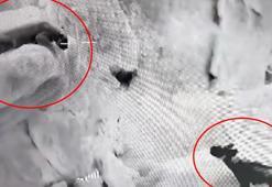 ‘Cudi’de Anadolu parsı ile sırtlanın aynı karede görülmesi iyi bir fırsat’