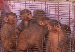 Şırnak’ta 6 Hint şebeği ele geçirildi