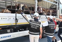 Kırıkkale’de kurbanlık sevkiyatı denetimi
