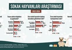 Araştırma: Türk halkının yüzde 47,9’u sokak hayvanlarını tehlikeli buluyor