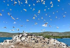 Çıldır Gölü, kuş cennetine döndü