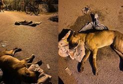 İzmir'de ölen 6 köpeğin tarım ilacıyla zehirlendiği ortaya çıktı; mahalleliden şüphelinin bulunması için 70 bin TL ödül