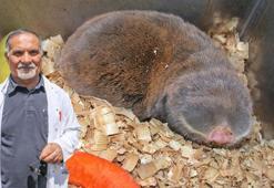 Tıp ve arkeolojinin ilgi odağı 'kör fareleri' 40 yıldır inceliyor: Yer altında açtıkları tünellerde düzenli bir yaşamları var