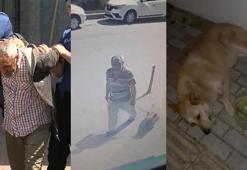 Bakırköy'de köpeğe cinsel istismar şüphelisi gözaltına alındı