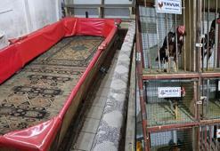 Kırşehir'de horoz dövüşüne 36 gözaltı