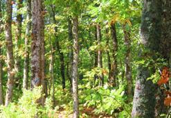 İstanbul'da ormanlara girişler 15 Ekim'e kadar yasaklandı