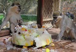 Antalya'da doğal yaşam parkındaki hayvanlara buzlu meyve ve fıskiyeli serinlik