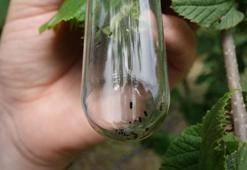 Fındıkta istilacı böcekle mücadele için 10 bin ‘samuray arı’ salındı