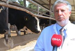 Prof. Dr. Tayar: Kurbanlıkların atıkları ve organları, sokak köpeklerine yedirilmemeli