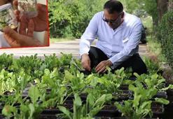 Yerli şeker pancarı tohumunda üretim başladı