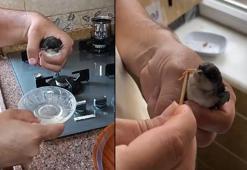 Yuvalarından düşen yavru kırlangıçları elleriyle besliyor