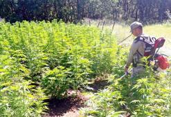 20 ildeki 'Narkoçelik-22' operasyonlarında 56 tutuklama