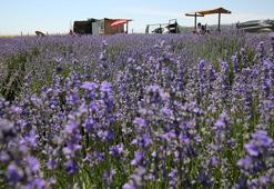 Edirne’de mor renkli lavanta tarlalarında ziyaretçi yoğunluğu
