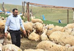 Sivas'ta 40 bin TL maaşla çoban bulamayan köylüler, hayvanlarını satıyor