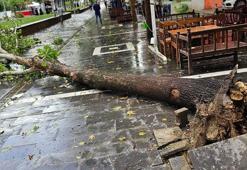 Mardin ve Batman’da kuvvetli fırtınada ağaçlar devrildi; o anlar kamerada