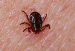 KKKA'dan 300 kişi tedavi görüyor