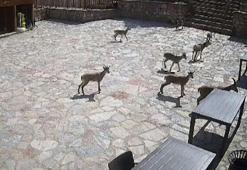 Sivas'ta Divriği cam seyir terasında dağ keçileri görüntülendi