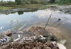 Bursa Ovası'nı besleyen Nilüfer Çayı’nda toplu balık ölümleri