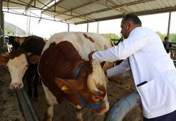 Bakan Yumaklı: 3 kesimhanenin onayı iptal edilerek faaliyeti sonlandırıldı