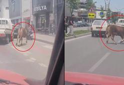 Sahibinin elinden kaçan kurbanlık, trafiği birbirine kattı