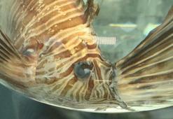 Marmara Denizi'nde aslan balığı uyarısı