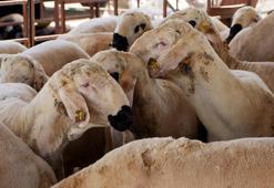 'Sokakta kesilen kurbanlığın etinde strese bağlı bozulma olabilir'