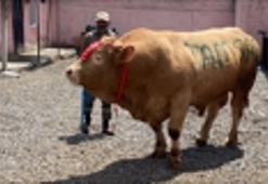 1 ton 150 kiloluk 'Şahmurat' 300 bin liraya satıldı