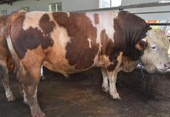 1 ton 250 kilogramlık 'Aslan', satılmayı bekliyor