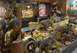 Trafik kazasında ve doğada ölen hayvanlar, tahnit edilerek BUÜ Zooloji Müzesi'nde sergileniyor