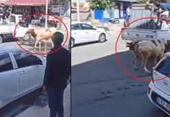 Büyükçekmece'de kaçan kurbanlık boğa paniğe neden oldu