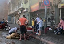 Adana'da 'Kurban Bayramı' manzaraları