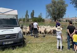 Kurbanlıkların satışından elde ettiği 535 bin TL çalındı