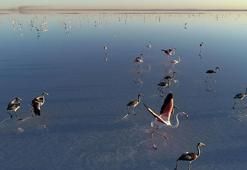 Tarım ve Orman Bakanlığı: 10 yılda 154 turna halkalandı
