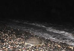 Yeşil deniz kaplumbağaları geldi, denizanaları sahilleri terk etti