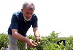 Edirne'de yaban mersini yetiştirip hasadını yaptı