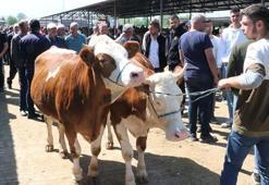 Satılmayan kurbanlıkları Et ve Süt Kurumu satın alacak