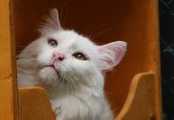 Van Kedi Villası’nın 'Muhtar’ı 18 yaşında