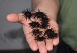 Üretilen 2 milyon denizkestanesiyle denizdeki popülasyona katkı sağlayacaklar