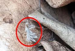 Adıyaman'da 'dikenli dantel böceği' görüntülendi