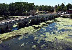 Tunca Nehri'nde debi bir ayda yarı yarıya düştü, yüzeyi yosunla kaplandı