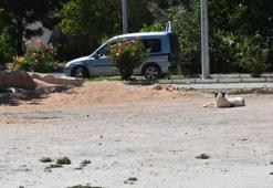 Karantinaya neden olan köpeğin testi negatif çıktı