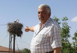 Ömrünü tamamlayan elektrik direği, 40 yıldır leyleklere yuva oluyor