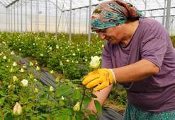 3 çocuk annesi, yılda 1,5 milyon gül üretiyor
