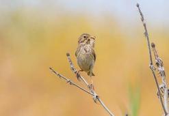 Afrika’dan Dicle Vadisi’ne gelen kuşlar yavruladı