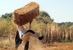 Hasadın tamamlandığı tarlalarda, kavurucu sıcakta 'balya' mesaisi