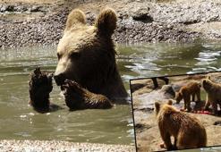 Koruma altındaki bozayılar, havuzda ve soğutulmuş meyve yiyerek serinliyor
