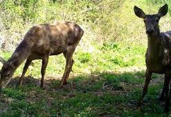 Uludağ'da yaban hayvanları fotokapanlarla görüntülendi