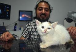 Başına parke taşı düşen yavru kedi, 7 günlük tedaviyle kurtarıldı