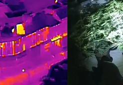 İngiltere’de termal kameralı dronla kenevir çiftliği tespit edildi